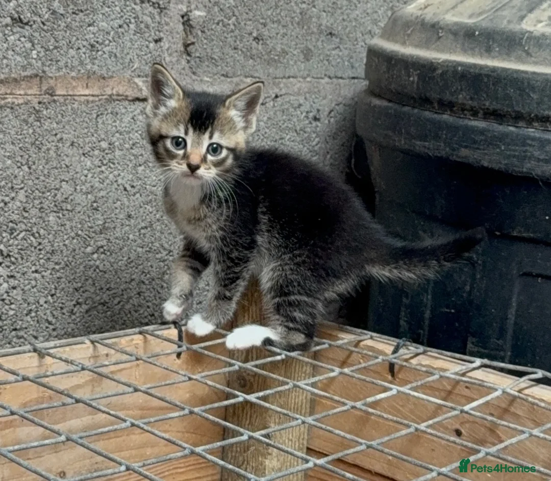 Mixed Breed cats for sale: 2 gorgeous female kittens in Uttoxeter - Advert 1