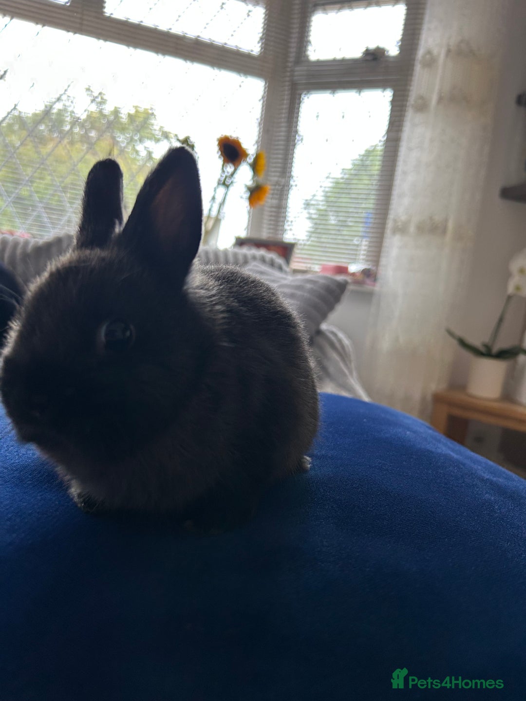 Netherland Dwarf rabbits for sale: Pure bred Netherlands dwarfs pairs  - Image 2