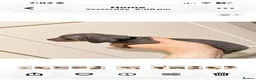 Miniature Dachshund dogs for sale: Beautiful Miniature Daushund Puppies - Advert 24
