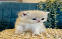 British Shorthair cats for sale: 🐾✨ Golden & Silver British Shorthair Kittens ✨🐾 - Image 5