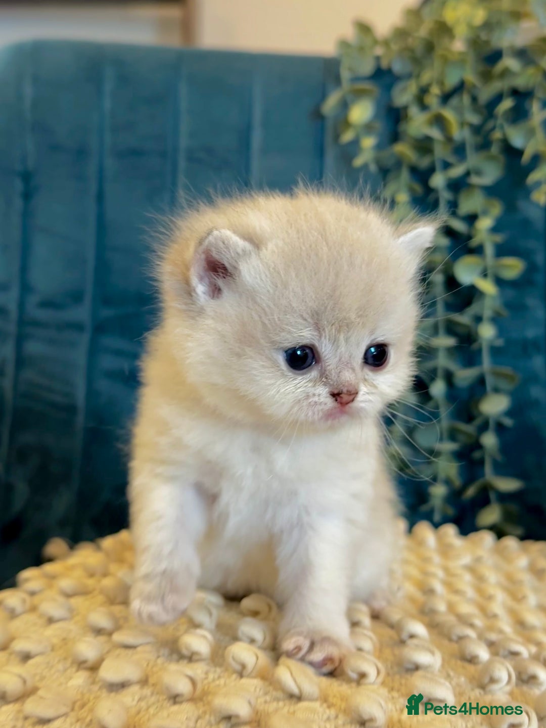 British Shorthair cats for sale: 🐾✨ Golden & Silver British Shorthair Kittens ✨🐾 - Image 5