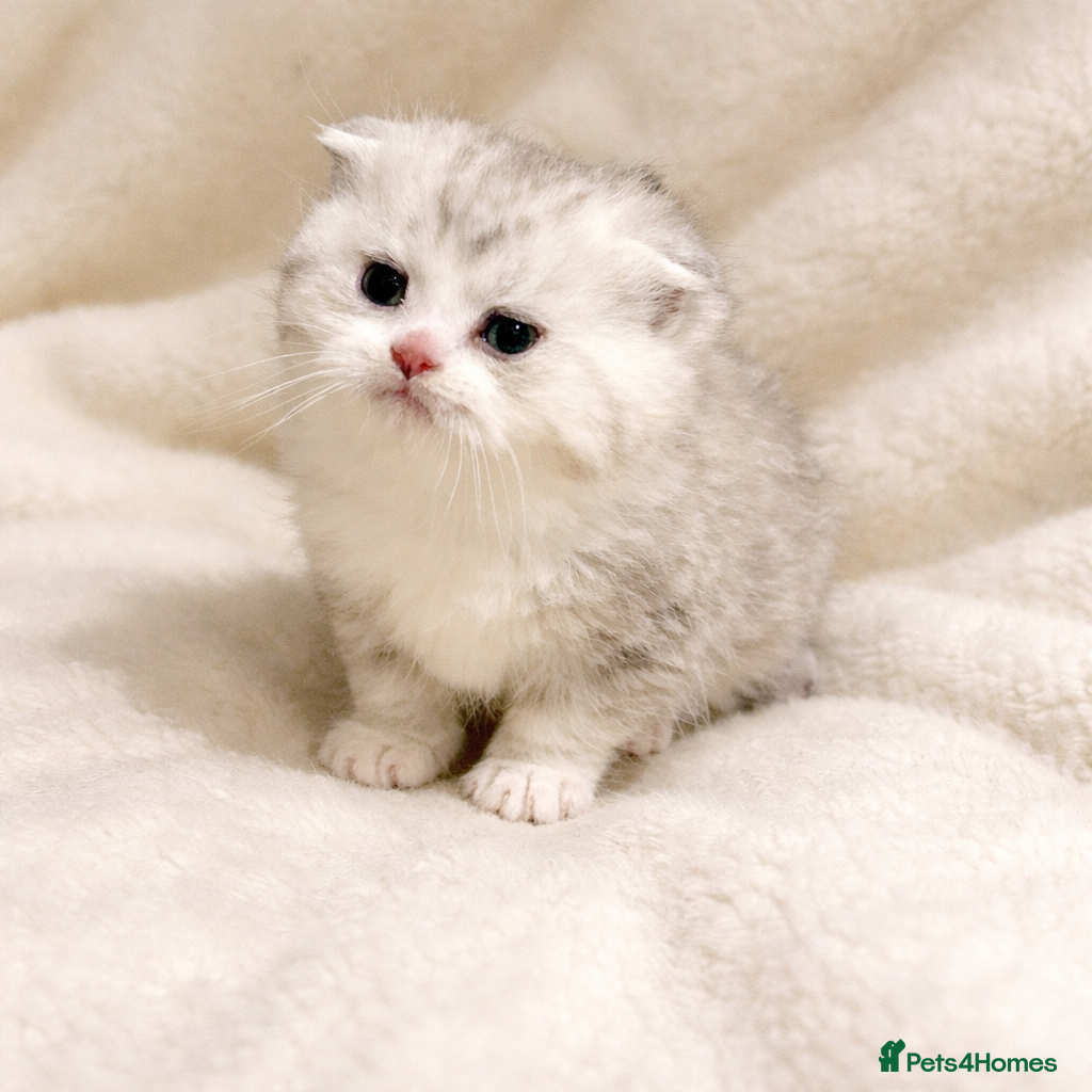 Scottish Fold cats BEAUTIFUL QUALITY SCOTTISH FOLD & STRAIGHT ❤️ - Advert 11
