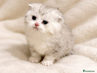Scottish Fold cats 2 girls left beautiful quality Scottish Folds ❤️ - Advert 11