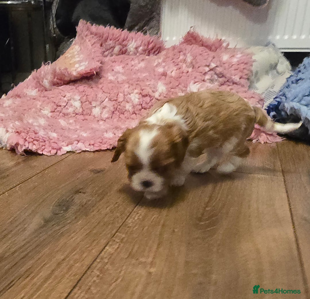 Cavalier King Charles Spaniel dogs for sale: Beautiful KC Registered. Health Tested Parents. - Advert 11