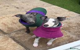 Whippet dogs for sale: ready now Kc reg heart and eye tested parents   - Image 2