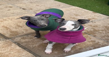 Whippet dogs - Advert 13