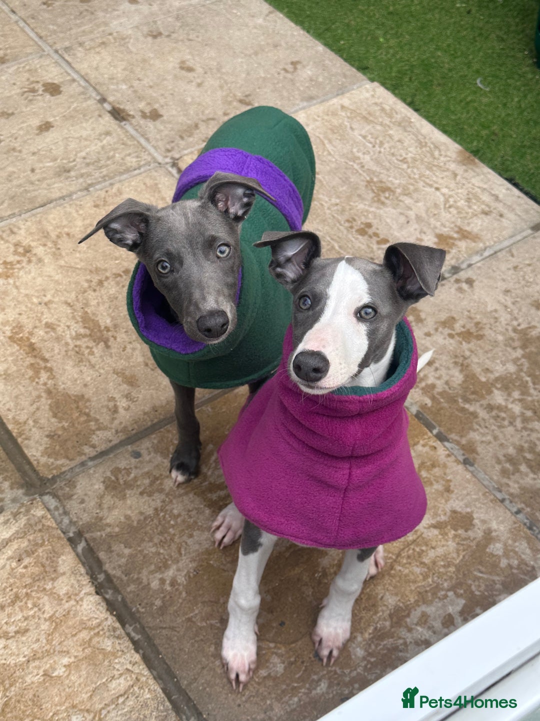 Whippet dogs for sale: ready now Kc reg heart and eye tested parents   - Image 2