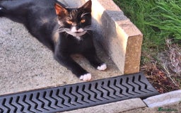 British Shorthair cats for sale: Two female black cats and one male black and white - Image 7
