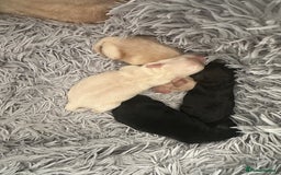 Cockapoo dogs for sale: 4 beautiful puppies - Image 1