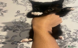 Siberian cats for sale: Kitten ready to go (Dm for price) - Advert 5