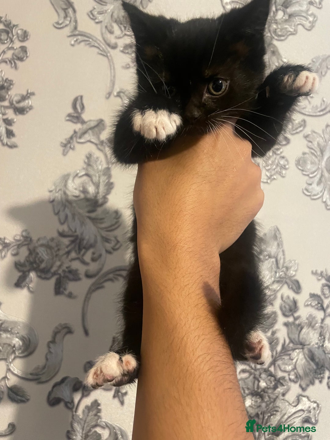 Siberian cats for sale: Kitten ready to go (Dm for price) - Advert 5