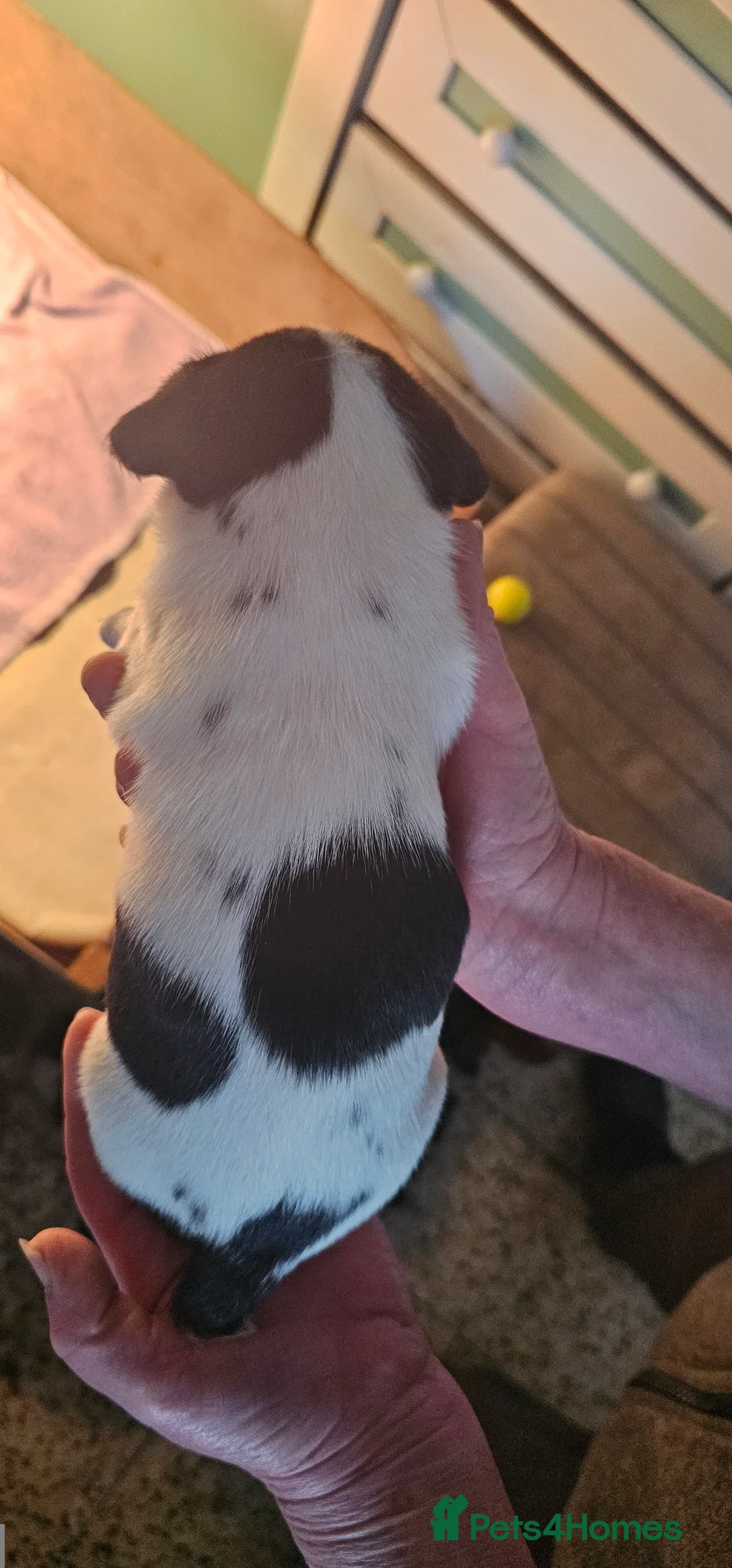 Jack Russell dogs for sale: Jack Russell Puppies - Advert 13