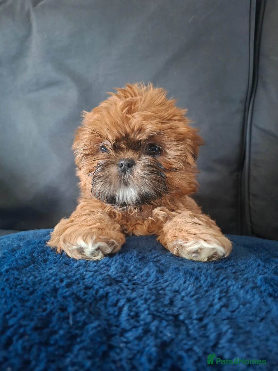 Shih Tzu dogs for sale: shih tzu puppies - Advert 2