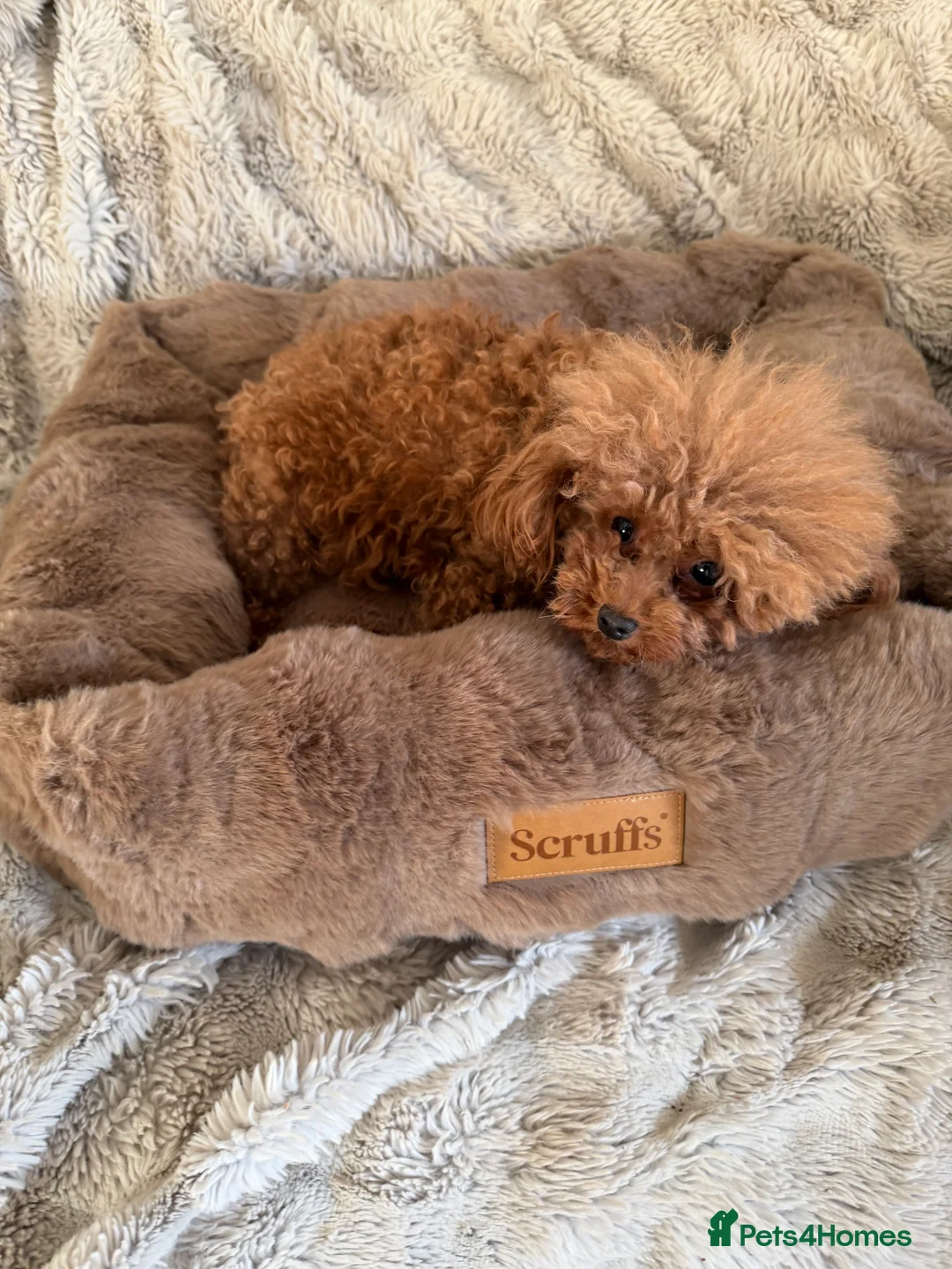 Toy Poodle dogs for sale: Outstanding KC reg Red Toy Poodles  - Advert 17