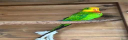 Parrots birds for sale: Rare Australian parrots for sale - Advert 5