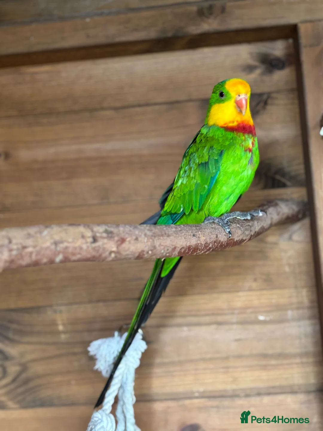 Parrots birds for sale: Rare Australian parrots for sale - Advert 5