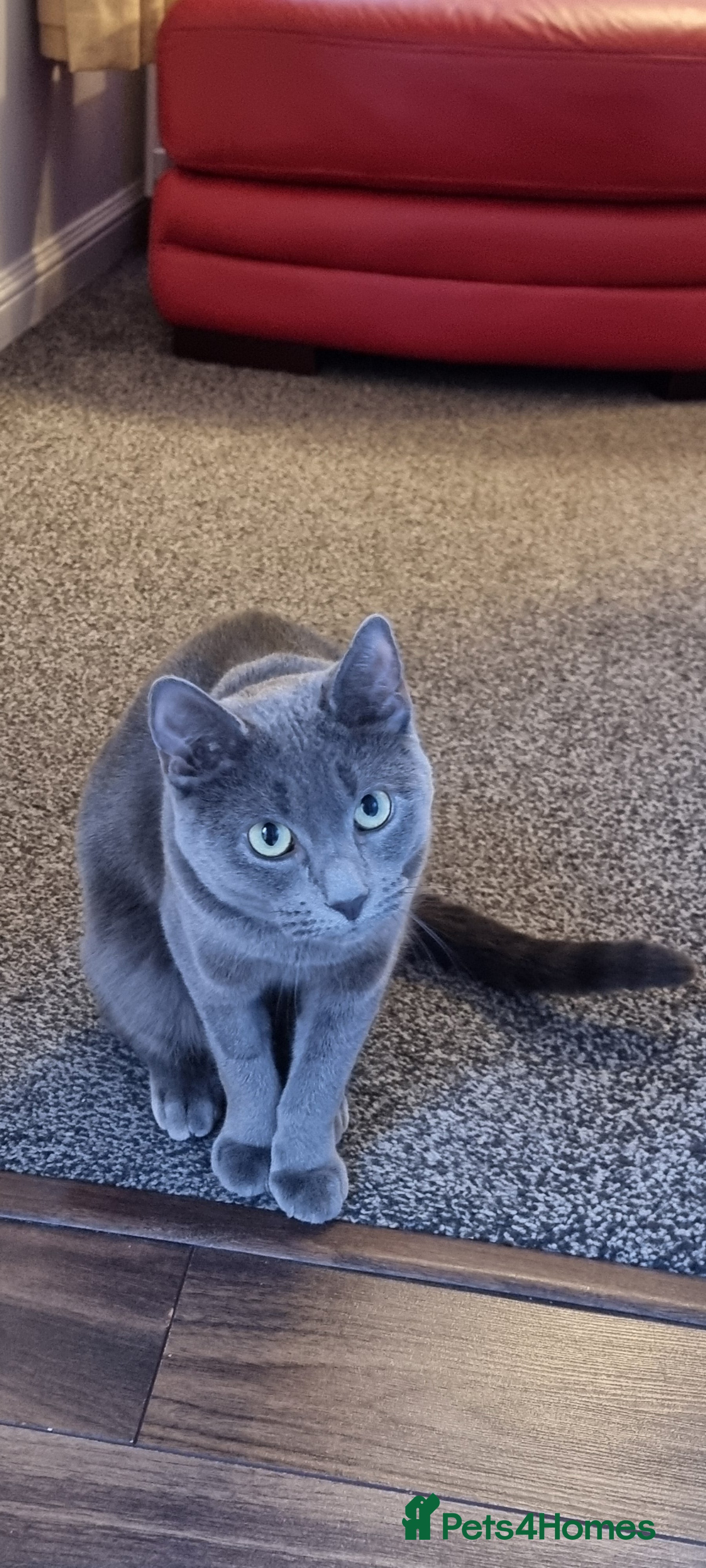 Russian Blue cats Blue Russian Cat Looking for a Loving Home - Advert 4