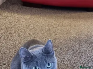 Russian Blue cats Blue Russian Cat Looking for a Loving Home - Advert 4