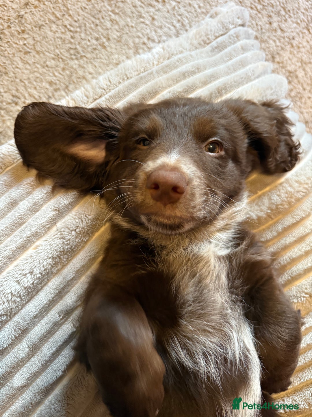 Mixed Breed dogs for sale: Doxie puppies  - Advert 25
