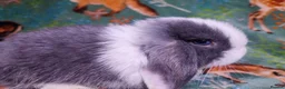 Mini Lop rabbits for sale: Baby Mini Lops - Advert 18