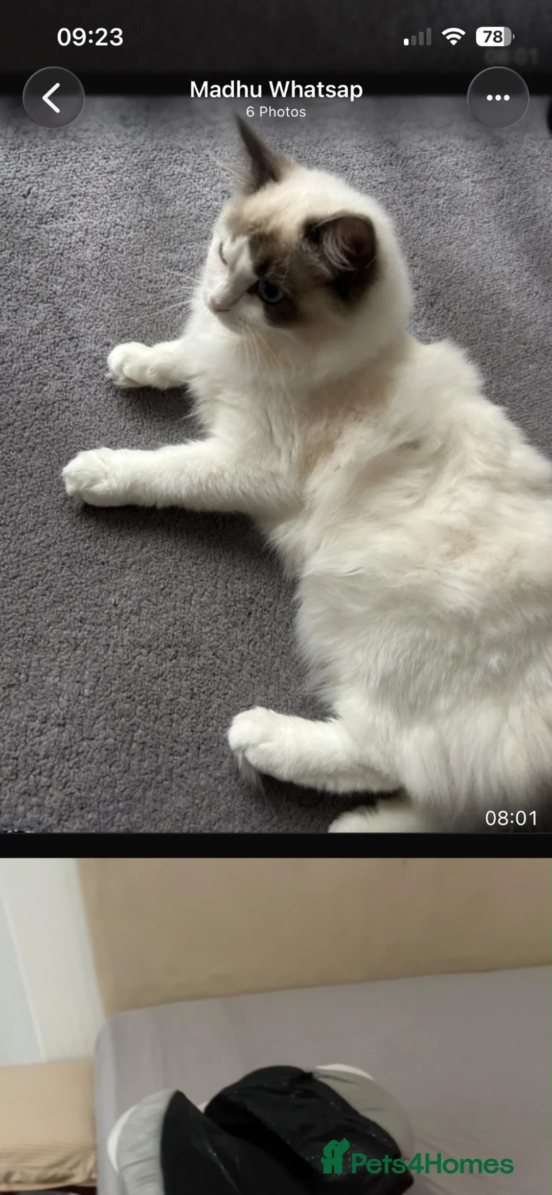 Ragdoll cats for sale: Ranadhir  in Cleethorpes - Advert 8