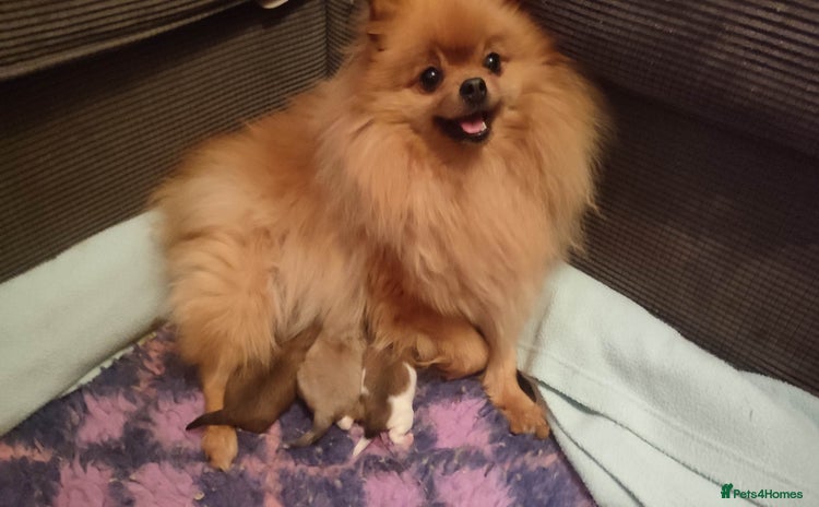 Pomeranian dogs - Advert 1