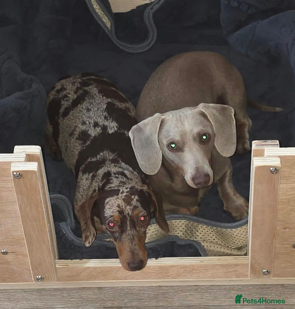 Miniature Dachshund dogs Miniature dachshunds - Advert 8