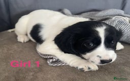 Cocker Spaniel dogs for sale: Beautiful cocker spaniel puppies - Image 4