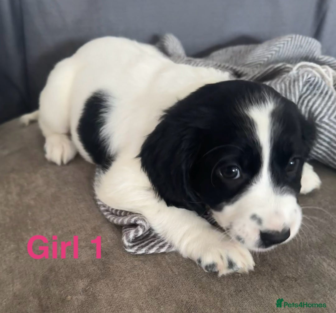Cocker Spaniel dogs for sale: Beautiful cocker spaniel puppies - Image 4