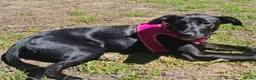 Mixed Breed dogs for sale: Lovely Mini is looking for her forever home  - Advert 2