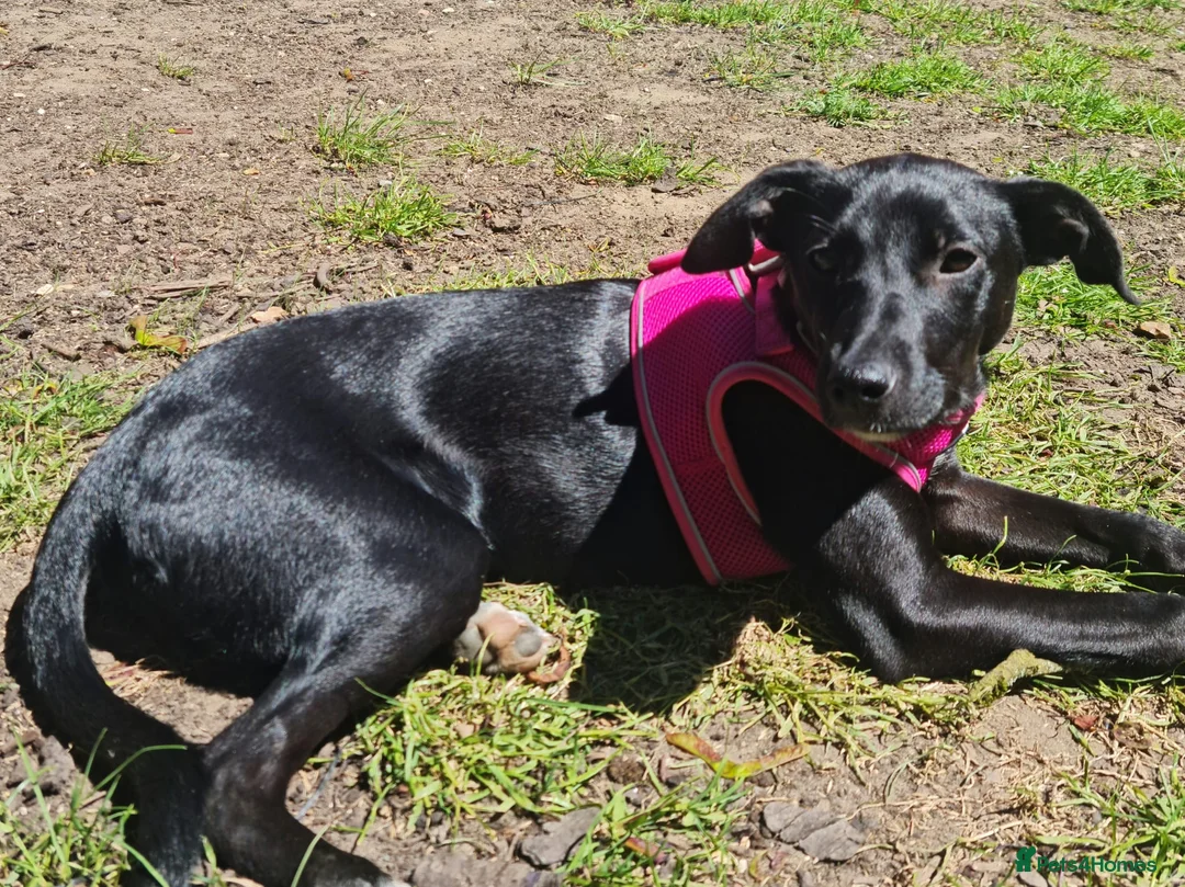Mixed Breed dogs for sale: Lovely Mini is looking for her forever home  - Advert 2