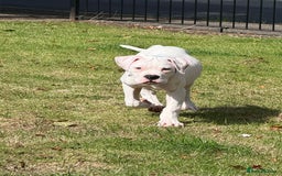 American Bulldog dogs for sale: Male American Bulldog  - Image 8