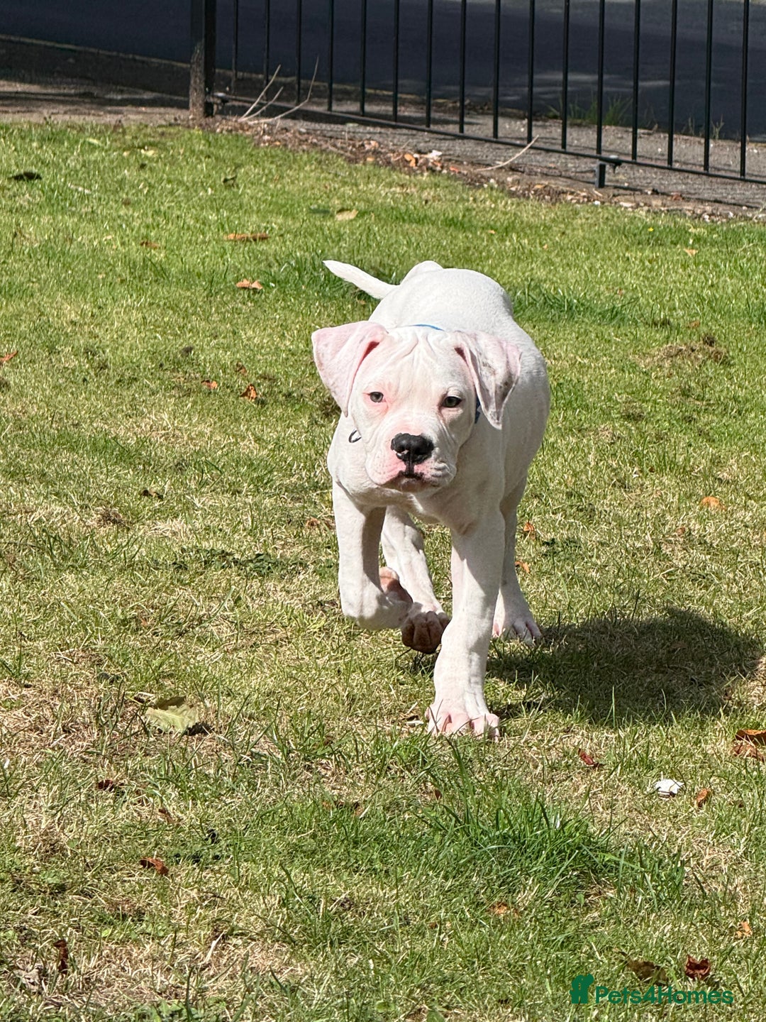 American Bulldog dogs for sale: Male American Bulldog  - Image 8
