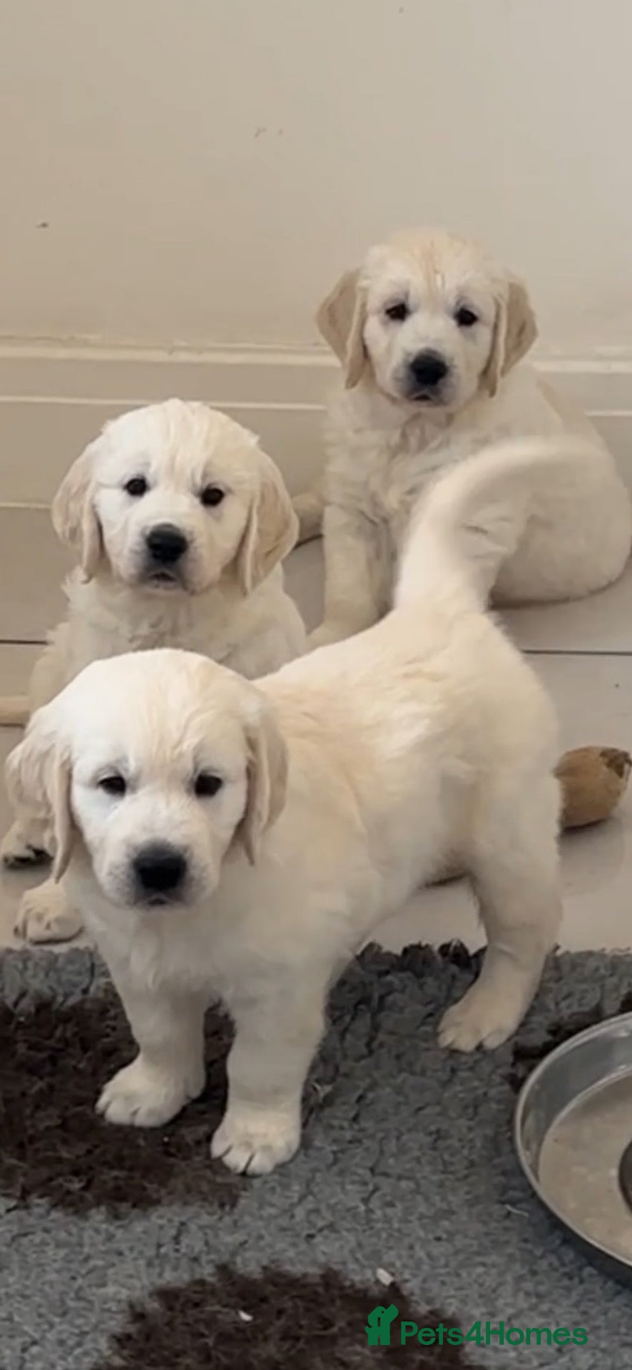 Golden Retriever dogs Cream Boys From Health Tested Parents  - Advert 1