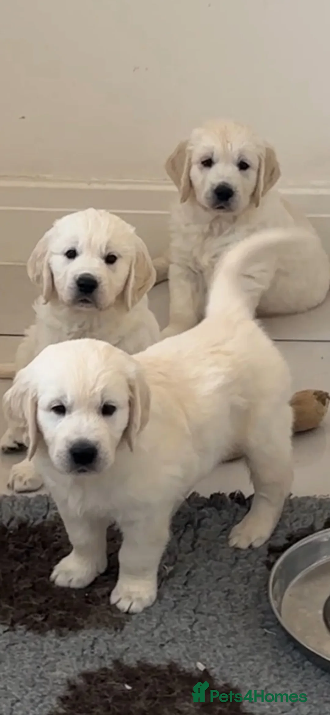 Golden Retriever dogs for sale: Cream Boys From Health Tested Parents  - Advert 1