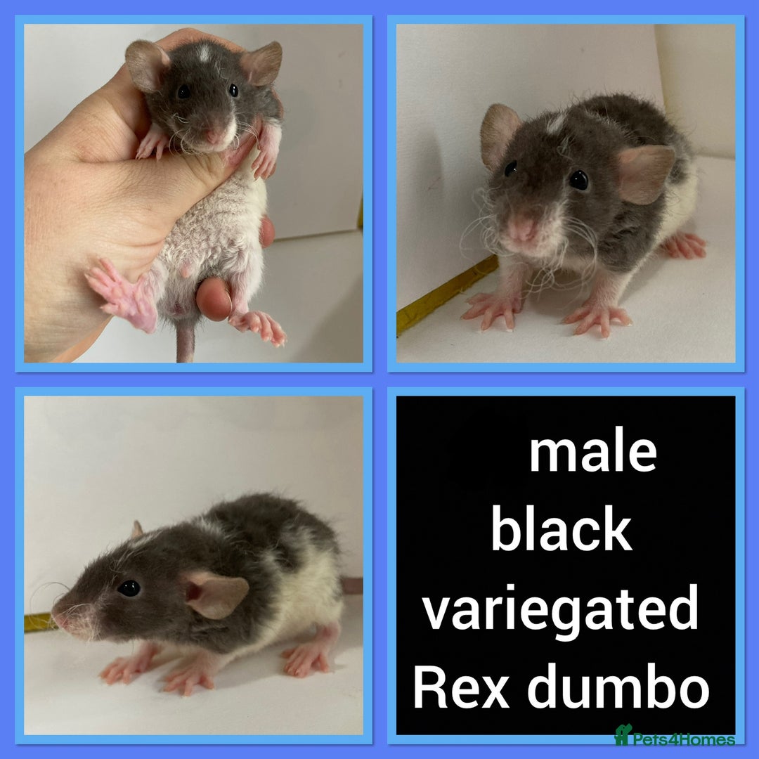 Rat rodents for sale: Adorable Dumbo Baby Rats ❤️ - Image 18