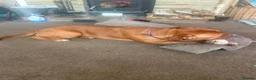 Dogue De Bordeaux dogs for sale: Ivy the loving Dogue de Bordeaux in Saint Austell - Advert 9