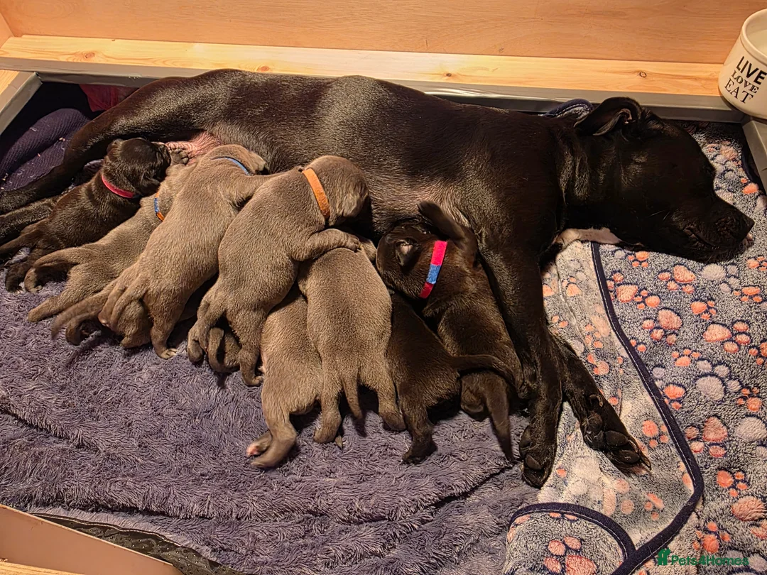 Staffordshire Bull Terrier dogs for sale: Staffordshire bull terrier blues  - Advert 40