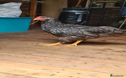 Chickens poultry for sale: 1 Male Double silver laced Barnevelder  - Image 4