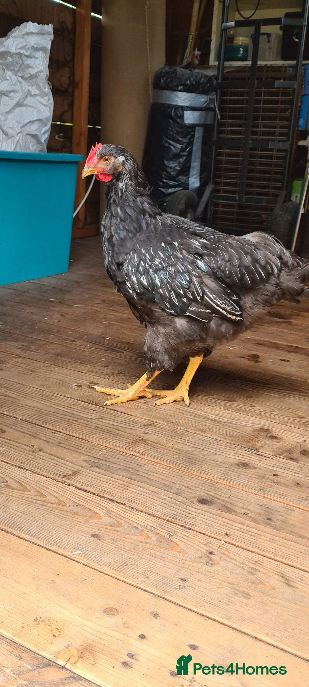 Chickens poultry for sale: 1 Male Double silver laced Barnevelder  - Image 4