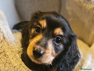 Miniature Dachshund dogs 2 gorgeous Boys looking for their forever home - Advert 15