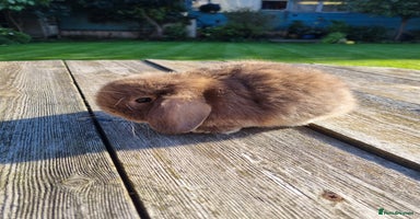 Mini Lop rabbits - Advert 4