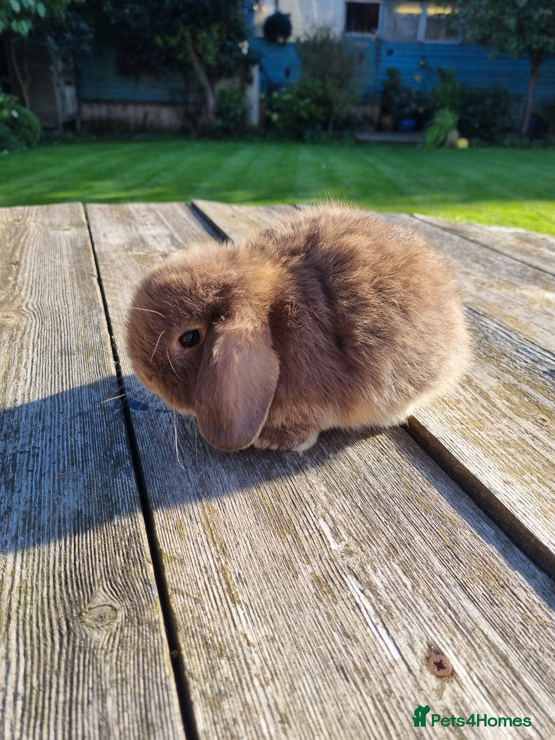 Mini Lop rabbits for sale: Mini lop babies *RESERVED* - Image 2