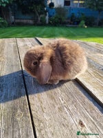 Mini Lop rabbits - Advert 3