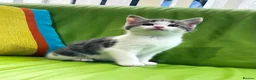 Mixed Breed cats for sale: Kittens for sale ,mixed breed, wonderful behaviour - Advert 4