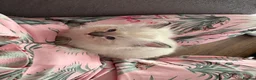 Ragdoll cats for sale: Beautiful Ragdoll Kittens - Advert 4