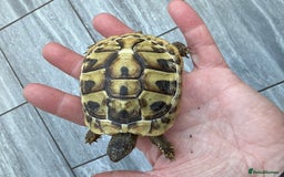 Tortoise reptiles for sale: Baby hermanns tortoises and setups ready now  - Image 6