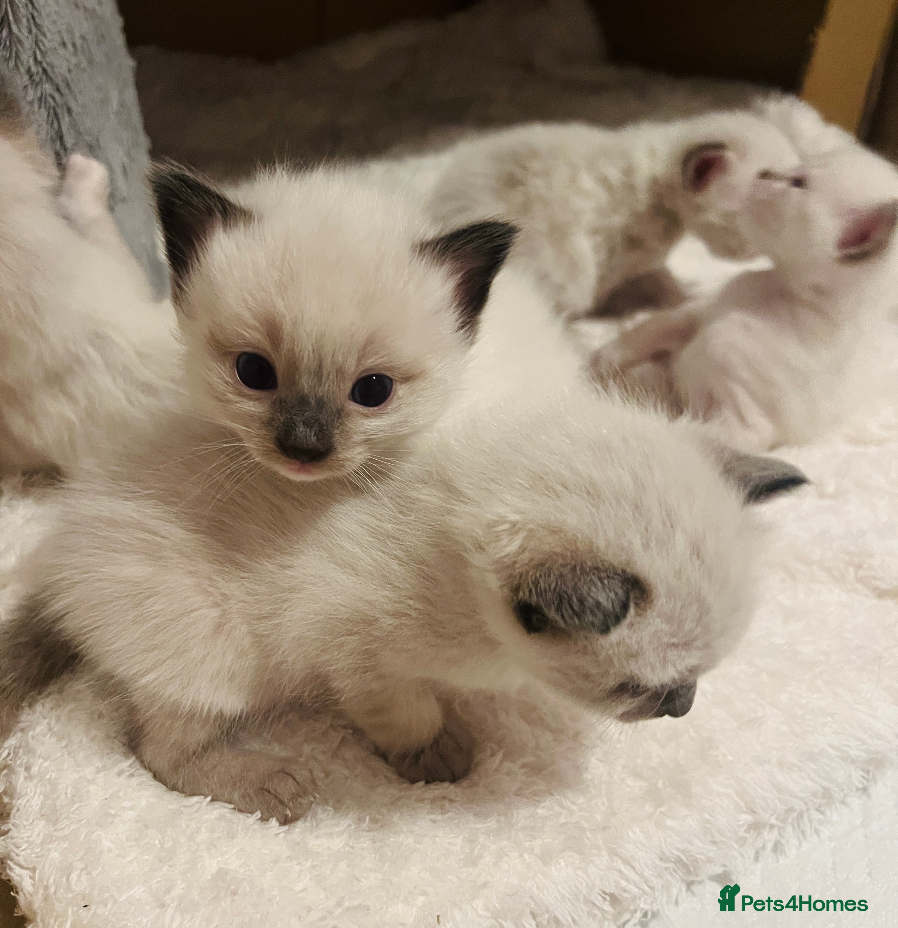 Ragdoll cats Ragdoll-mix Kittens – Ready 7th March (1 Reserved) - Advert 3