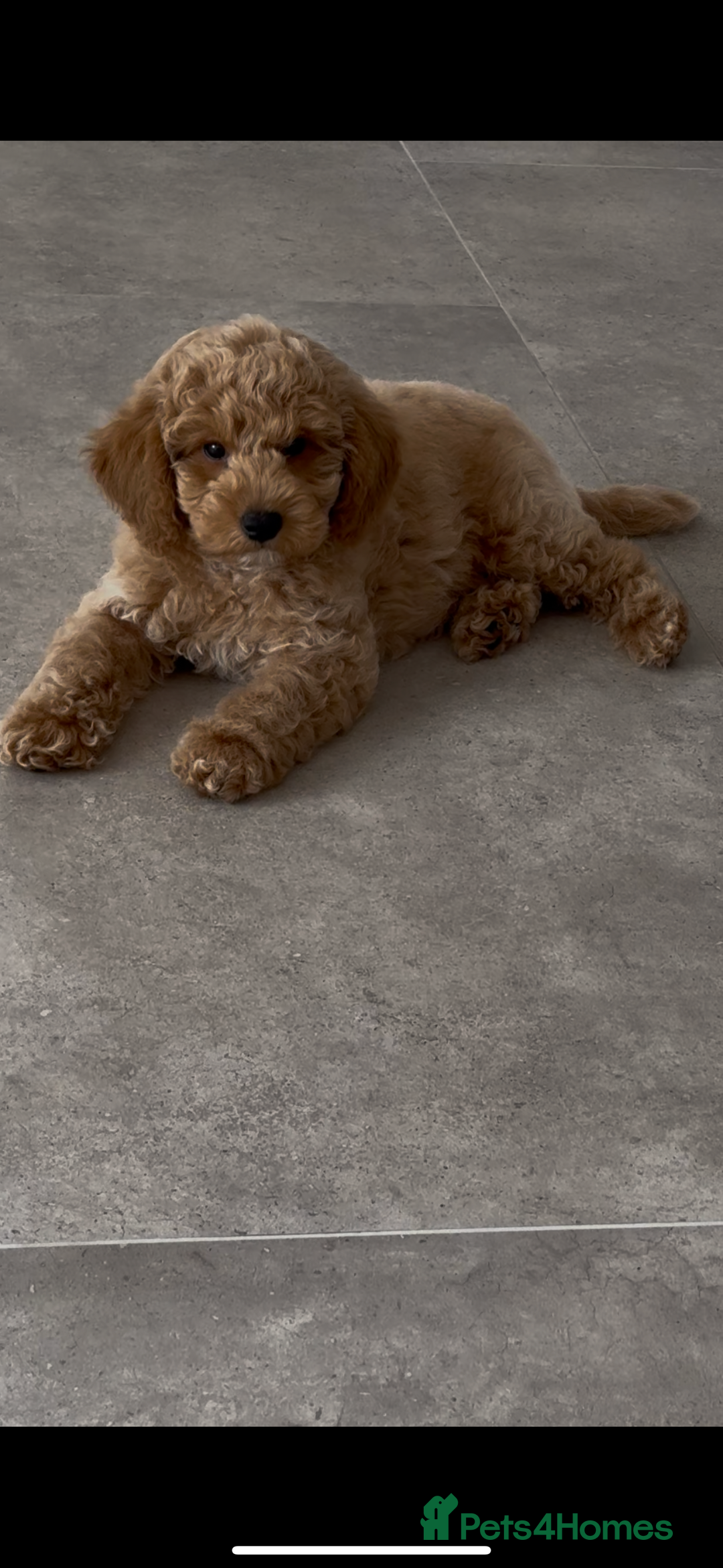 Poochon dogs for sale: POOCHON FOR SALE - Image 2