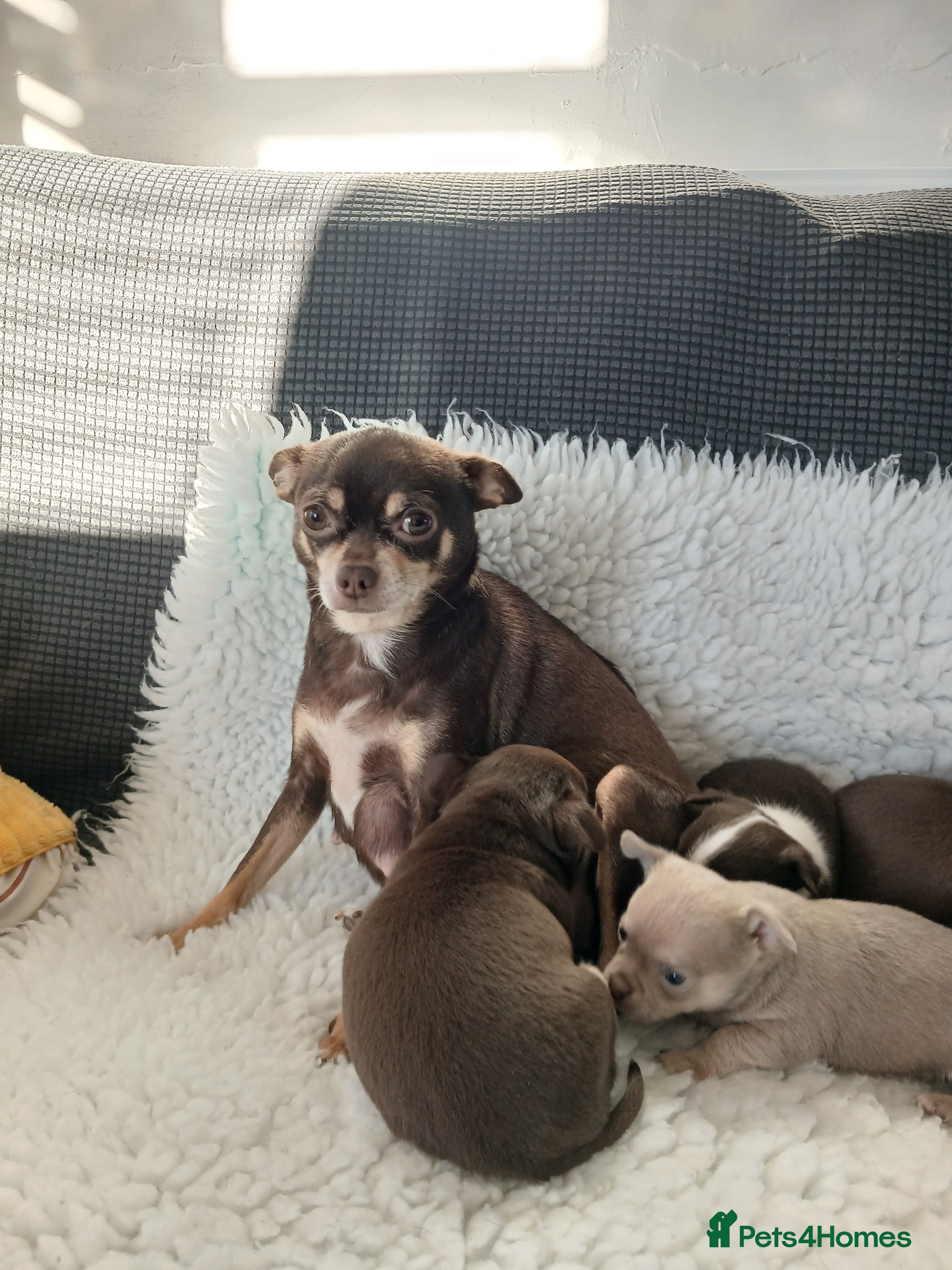 Chihuahua dogs STUNNING SMOOTH COAT CHIHUAHUAS - Advert 1